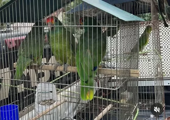 Ação Conjunta Contra o Tráfico de Animais Silvestres e Caça Ilegal em Itanhém: CIPPA/PS e Departamento de Meio ambiente unem esforços
