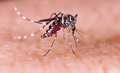 Casos de dengue sobem mais de 300% em 2024 e Saúde diz que pico ainda está por vir